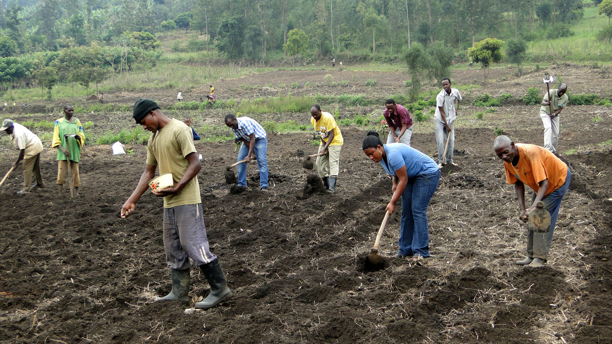 A group of Rwandan adults till a field together
