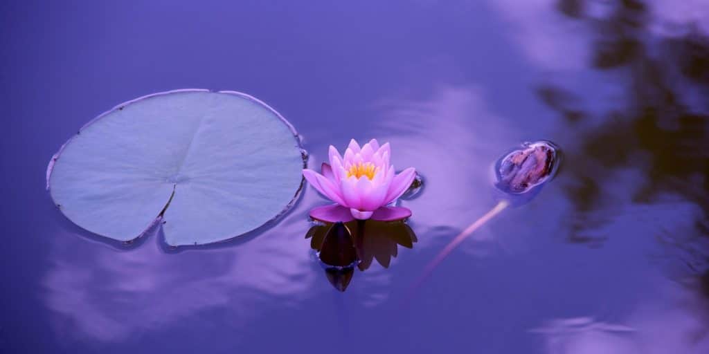 A lilypad and flower in purple water